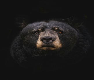 rosneft-has-acquired-tomtor-russia's-largest-ree-deposit